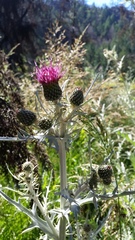 Cirsium douglasii