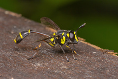 Monoceromyia javana