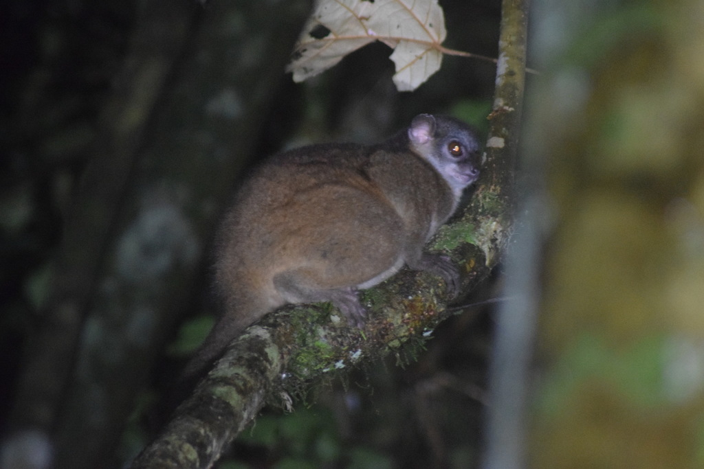 Weasel Lemur