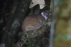 Lepilemur mustelinus