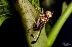 Bactrocera cucurbitae