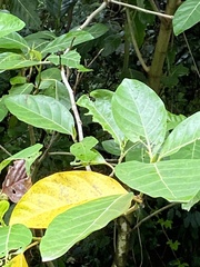 Ficus septica