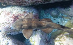 Brachaelurus waddi