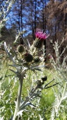 Cirsium douglasii