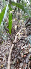 Sarcochilus argochilus