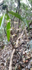 Sarcochilus argochilus