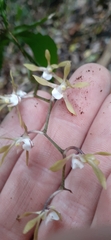 Sarcochilus argochilus