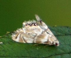 Eoparargyractis plevie