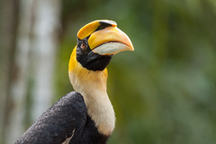 Great Hornbill photo 4