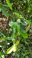 Daphnopsis racemosa