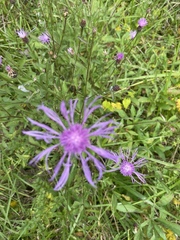 Centaurea × moncktonii
