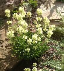 Penstemon confertus