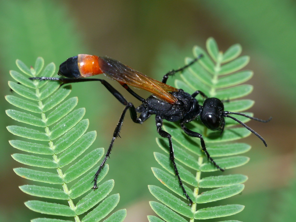 Ammophila placida
