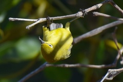 Zosterops luteus balstoni