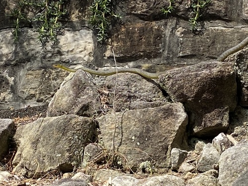 Common Tree Snake sighting