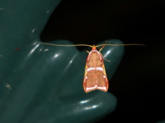 Barantola pulcherrima