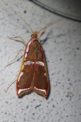 Barantola pulcherrima