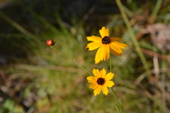 Coreopsis linifolia
