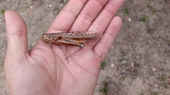 Schistocerca cancellata