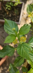 Lantana × hybrida