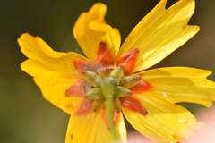 Coreopsis linifolia