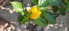 Lantana × hybrida