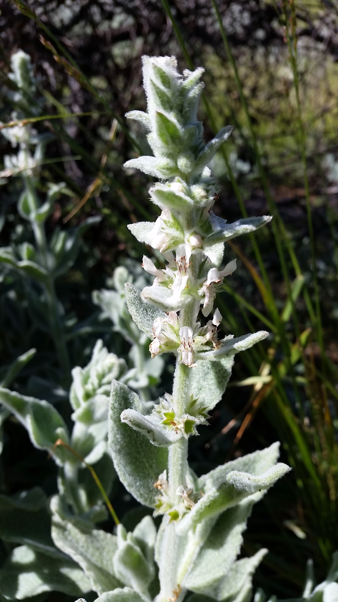Stachys albens