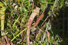 Exyra semicrocea