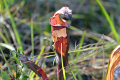 Exyra semicrocea