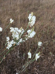 Oenothera glaucifolia