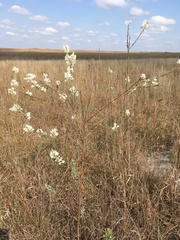 Oenothera glaucifolia