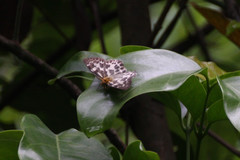 Abraximorpha davidii