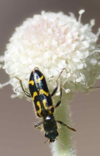 iNaturalist observation photo of Ornate Checkered Beetle