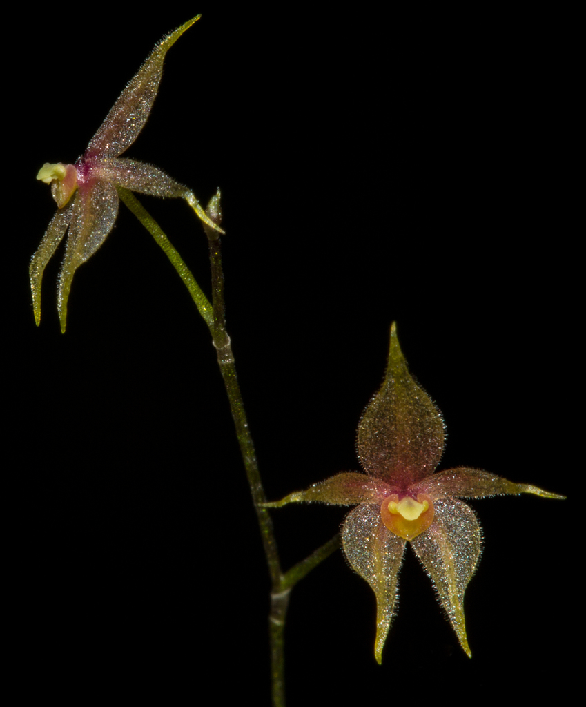 Platystele adelphe