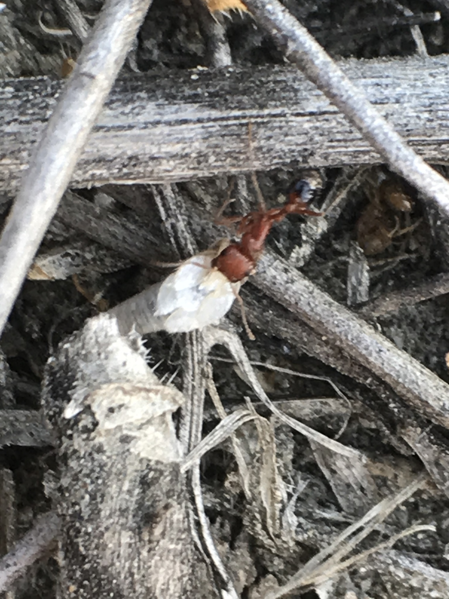 Pogonomyrmex californicus