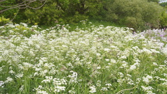 Cicuta maculata maculata