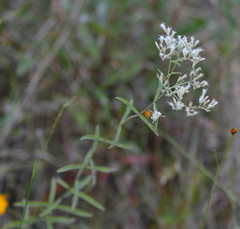 Eupatorium leucolepis