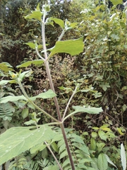 Sigesbeckia pubescens