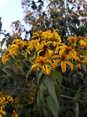 Dendroviguiera quinqueradiata