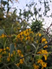 Dendroviguiera quinqueradiata