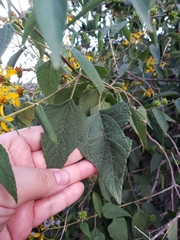 Dendroviguiera quinqueradiata