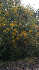 Dendroviguiera quinqueradiata