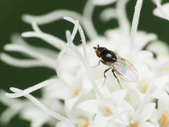 Paramyia
