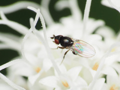Paramyia