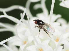 Paramyia