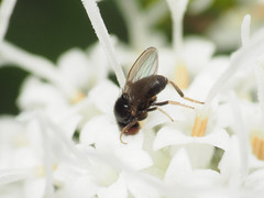 Paramyia