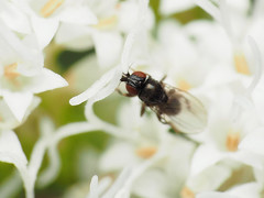 Paramyia