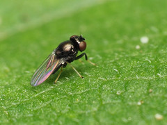 Athyroglossa glaphyropus