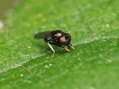 Athyroglossa glaphyropus