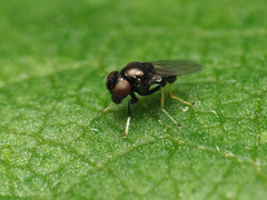 Athyroglossa glaphyropus